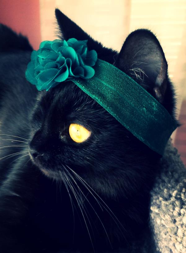 /Images/uploads/Humane Society of Utah/HSUCalendar/entries/1029thumb.jpg